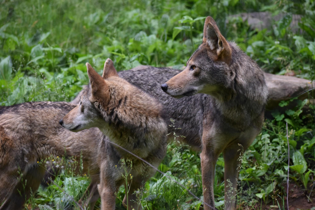 Howling for the Red Wolf - The Village Green Of Cashiers