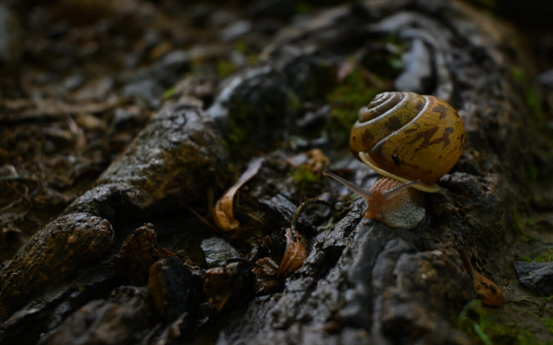 Village Nature Series: Appalachian Wonders and Phenomenal Ecological Connections by Luke Cannon